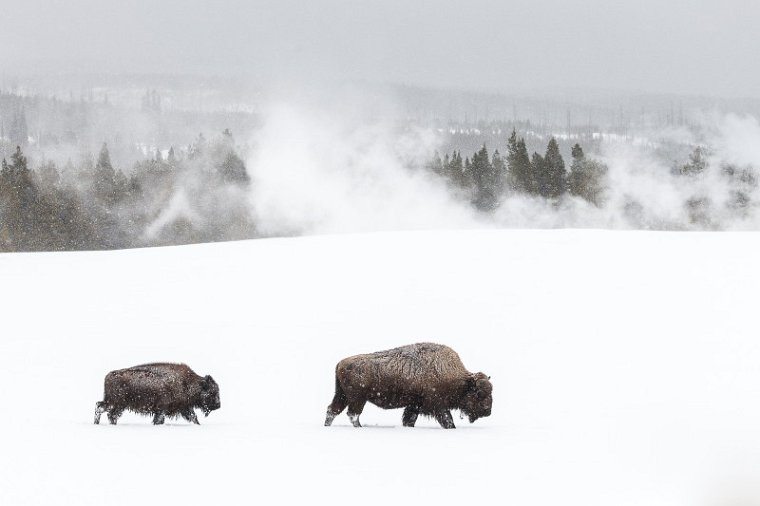 51 Yellowstone NP, bizons.jpg